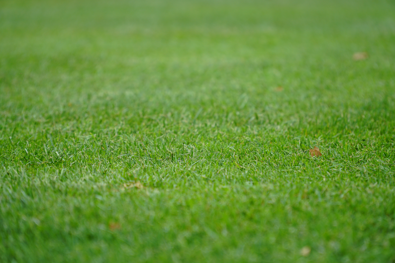 Rasen im Garten an heißen Sommertagen retten